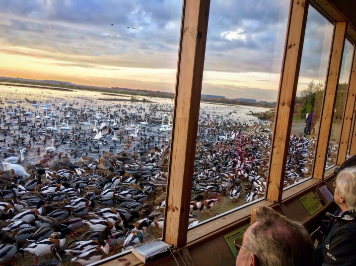 The Discover Hide window at Martin Mere. Close up are hundreds of migratory birds